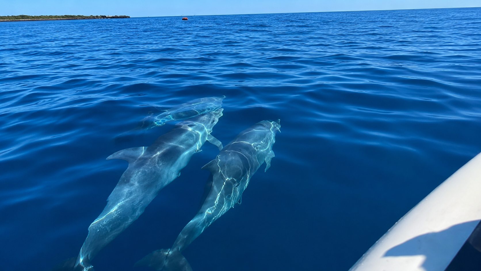 Dolphins